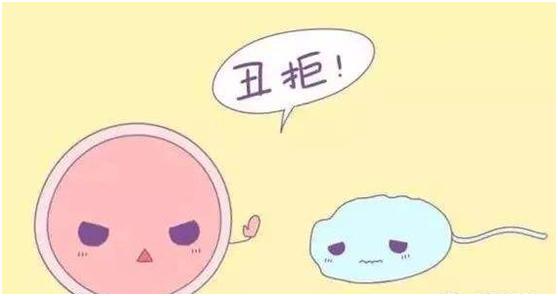 精子的微观世界,精子的世界