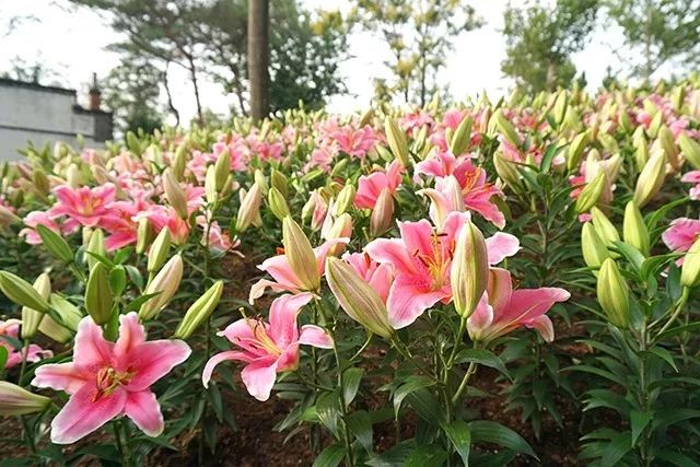 大连重阳节旅游攻略,大连九月秋游攻略