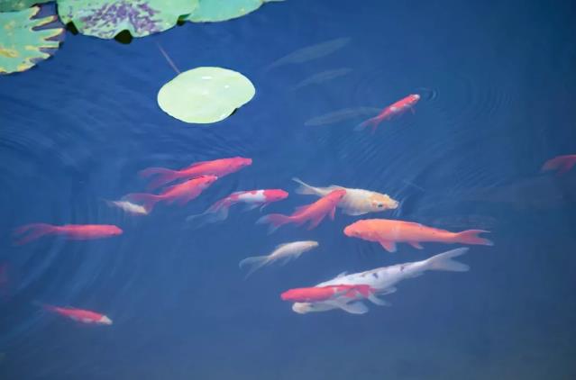 玩真人cs攻略,真人cs户外野战运动去哪玩