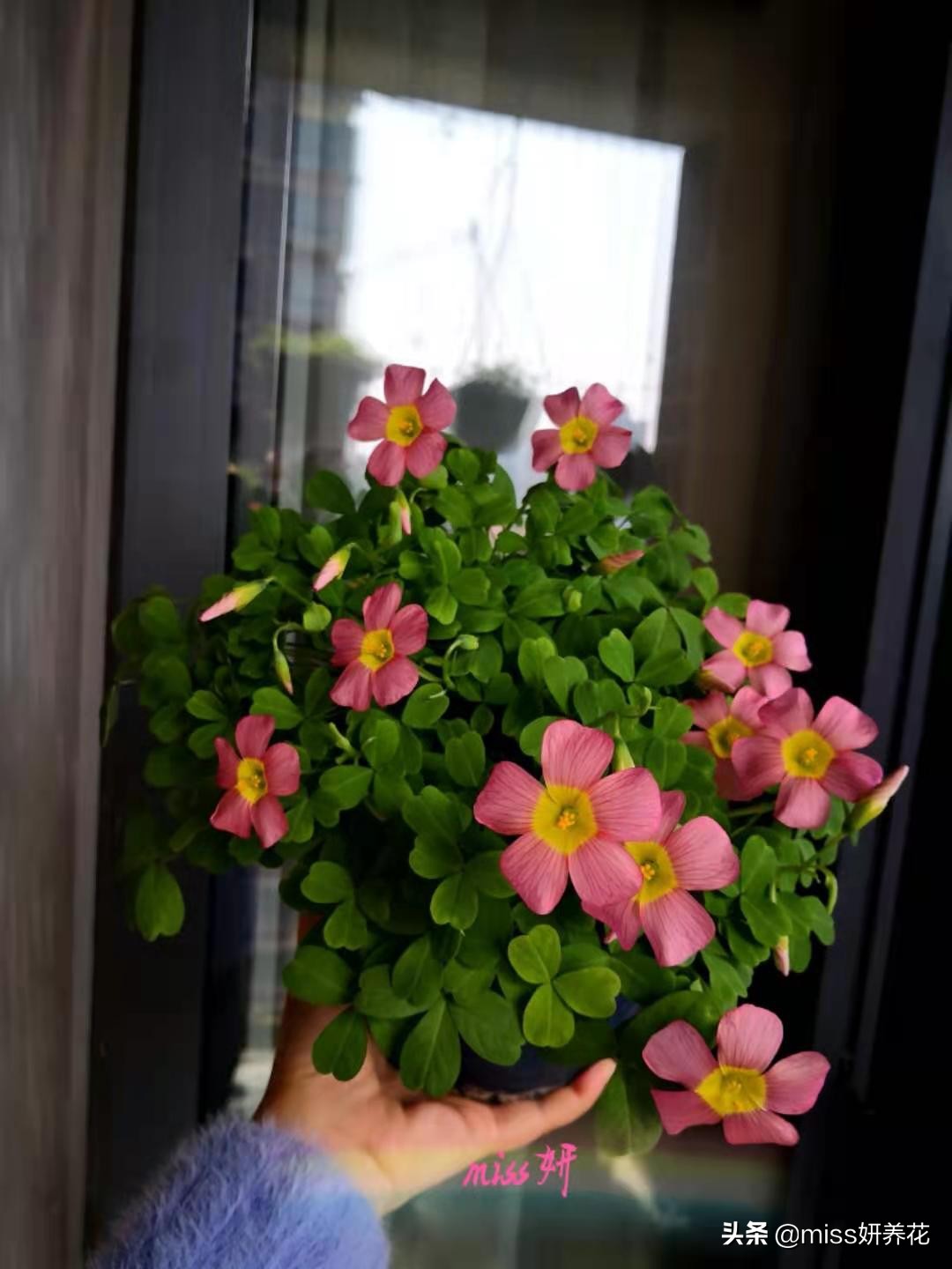 酢浆草种球品种图鉴大全,酢浆草种球品种图鉴