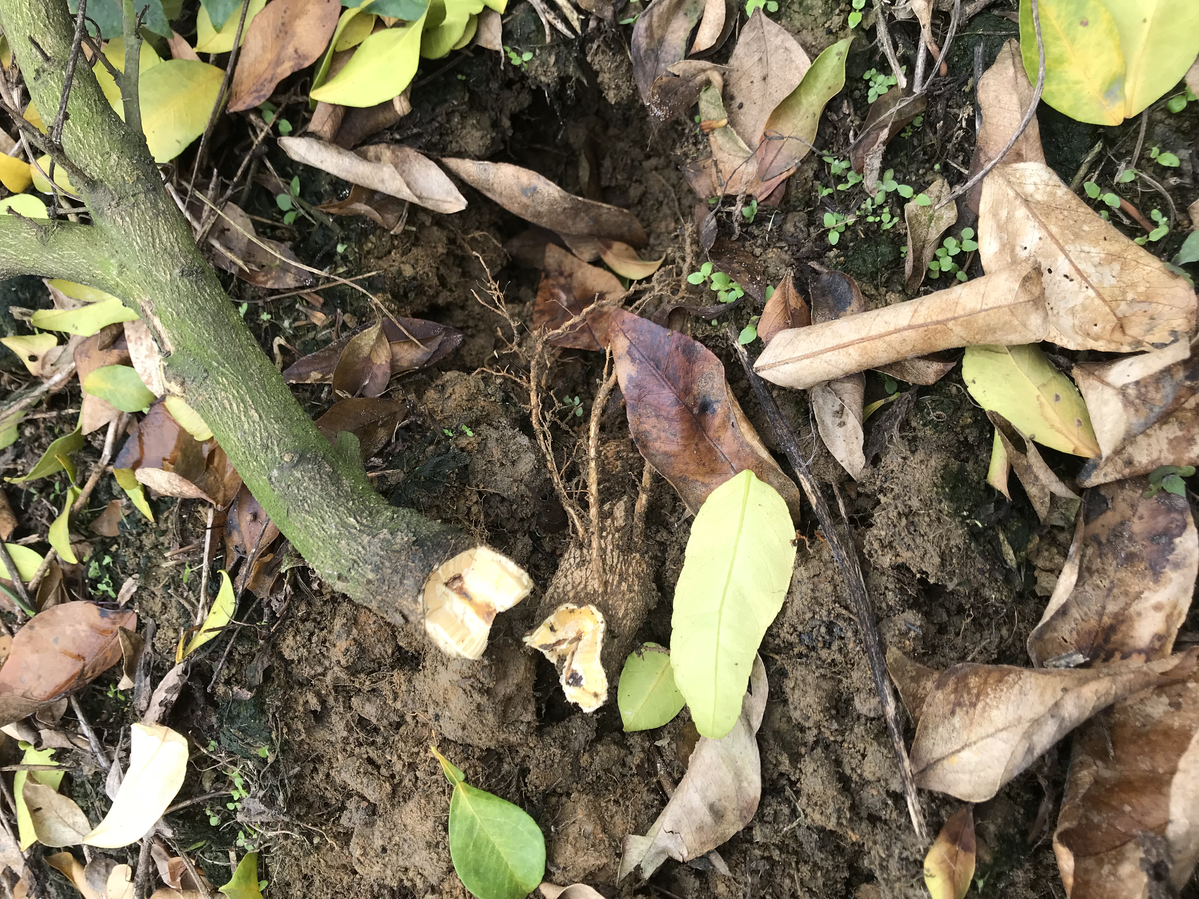 柑橘高接换种技术,柑桔高接的新梢为什么会软