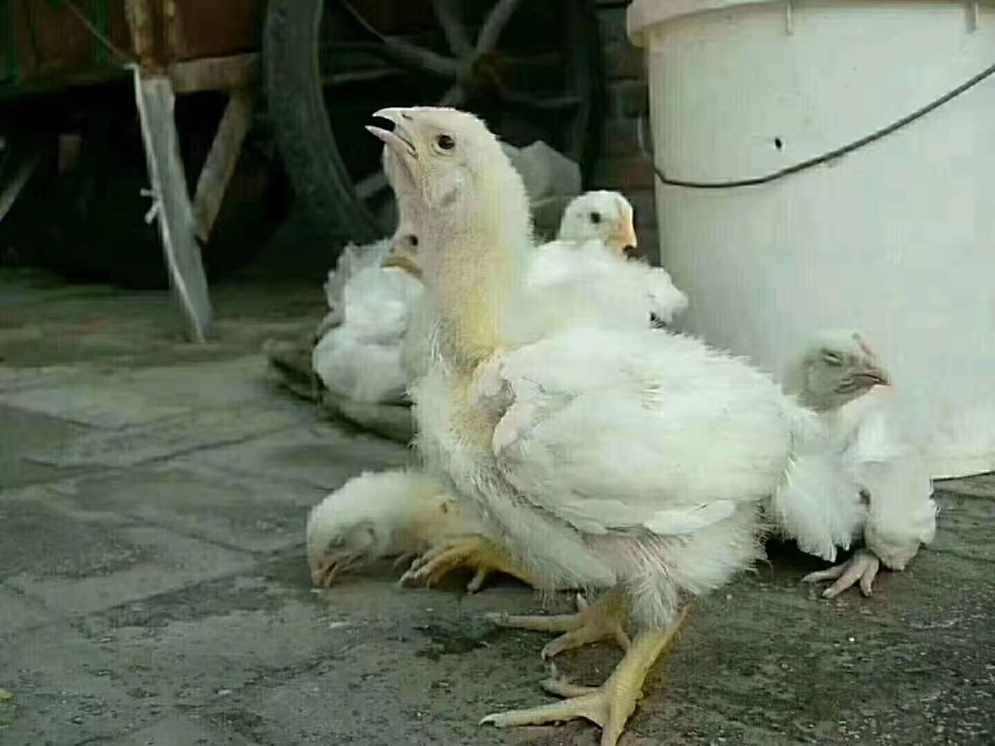 小鸡张嘴呼吸快速治疗方法,雏鸡气囊炎张口呼吸还能养活吗