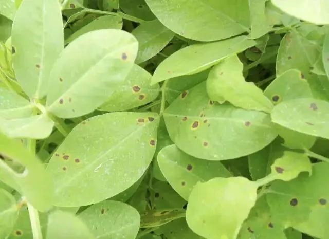 花生叶子长黑斑掉叶子该打什么药,花生黄叶黑斑病怎么治