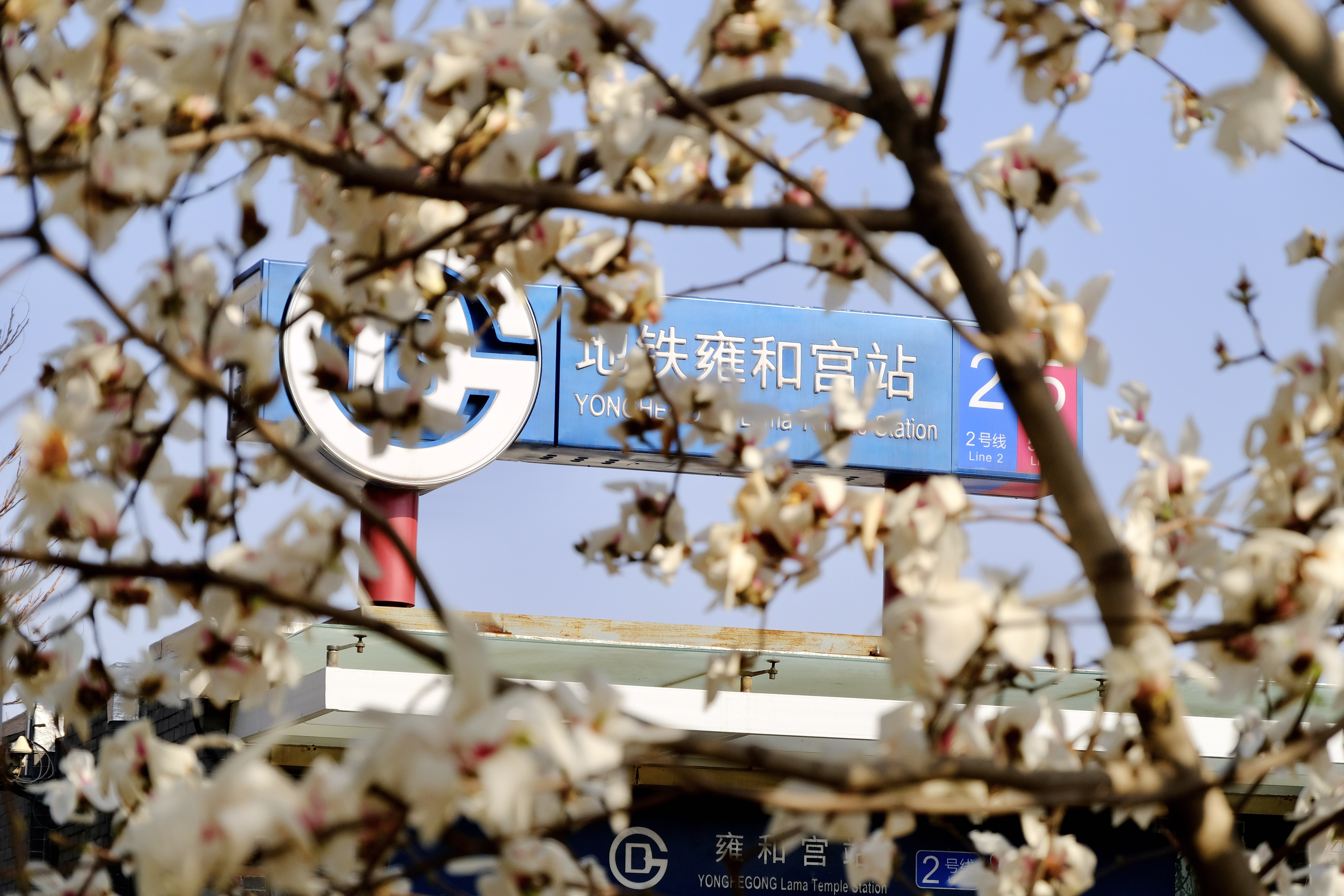 开往地铁上的春天,开往春天的地铁邂逅京城的花开