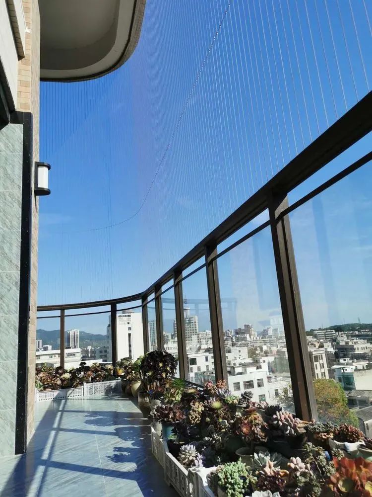 适合从小养到大的多肉,由小到大由浅入深