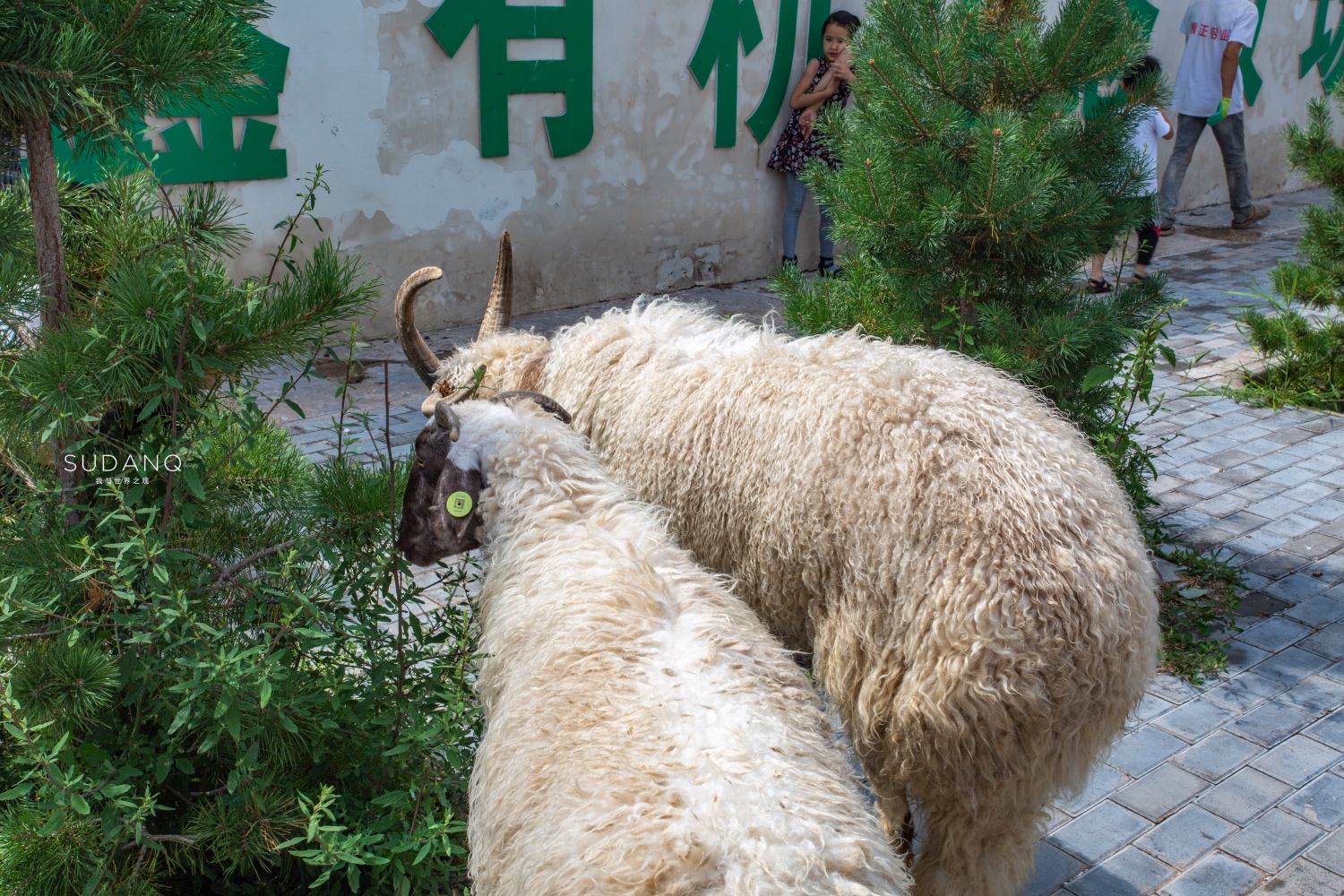 宁夏盐池滩羊肉好还是内蒙羊肉好,碰碰羊宁夏盐池羊肉