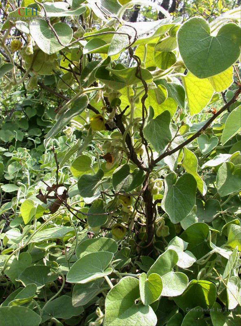 野生药材寻骨风,中药材寻骨风批发价格多少钱