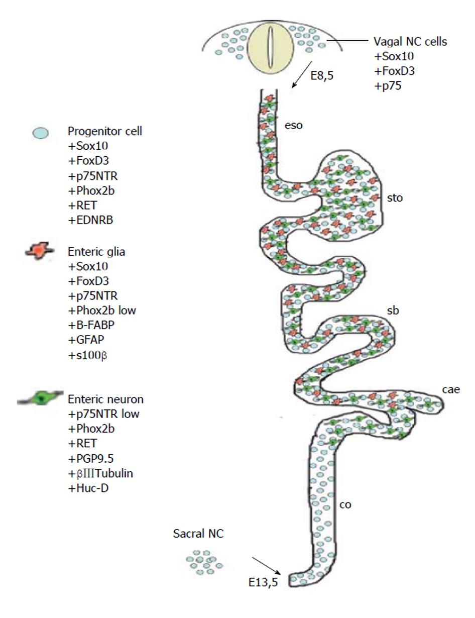 长期便秘检查什么,长期便秘是肠动力不足导致的吗
