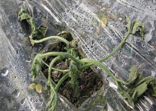 西瓜萎蔫了，有哪些原因？如何解决问题？