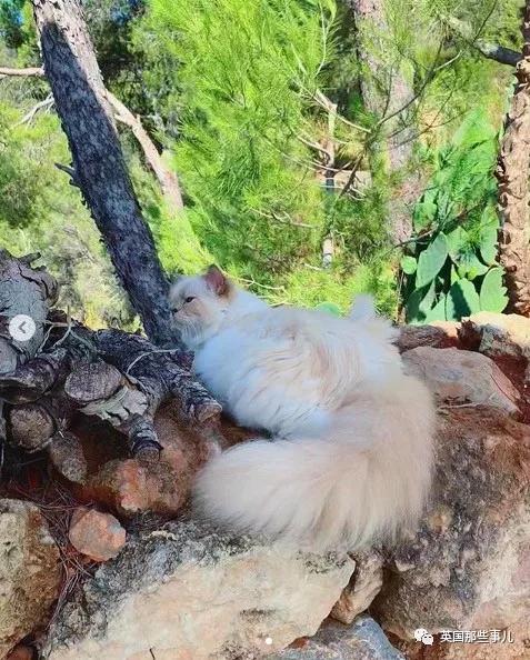 老佛爷的猫继承多少遗产,老佛爷去世后财产留给了一只猫