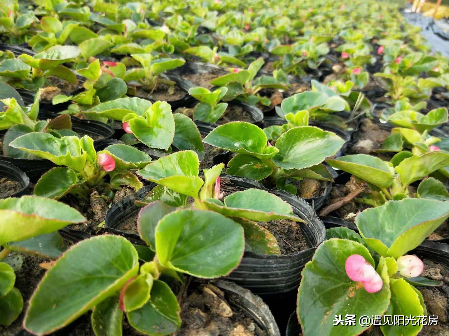 四季秋海棠的养殖方法和注意事项,四季秋海棠花开败了怎么处理