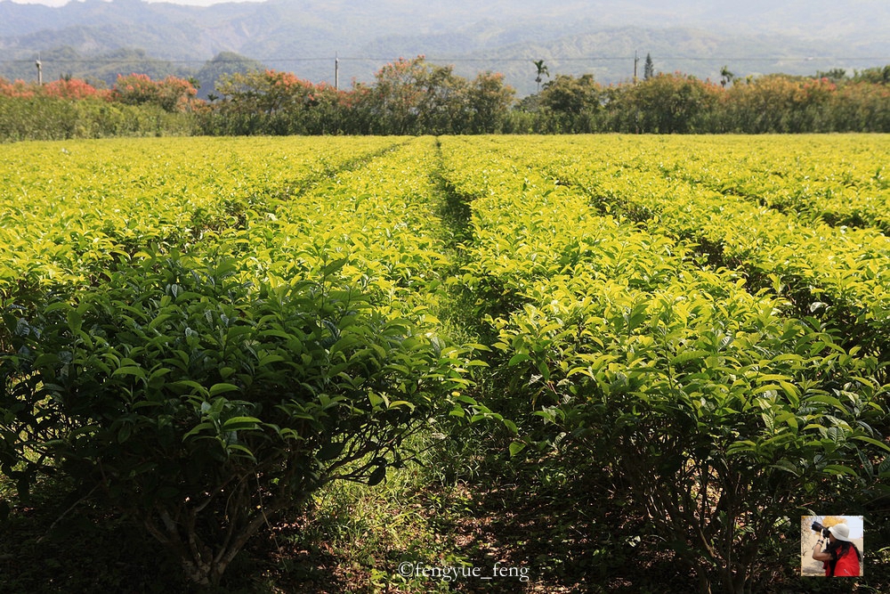 花东纵谷面积,花东纵谷什么意思