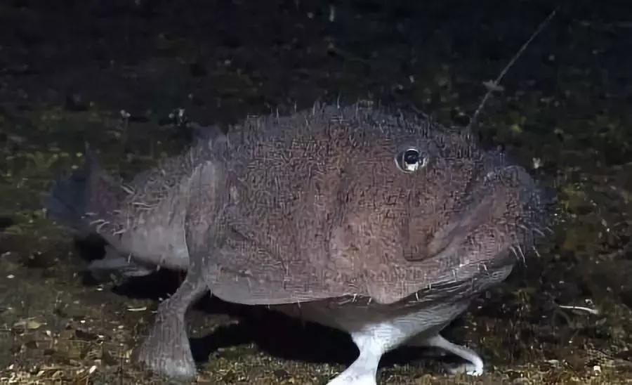 防城港怎么吃海鲜便宜不被坑,防城港干货海鲜有哪些