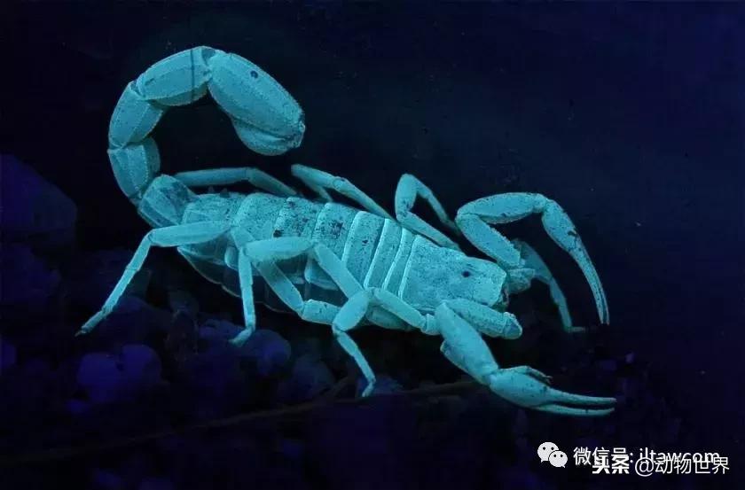 蝎子的全名叫什么,蝎子百科全书