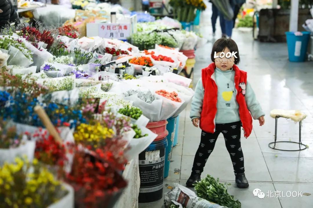 北京最大的露天花卉,北京最大的花卉大观园