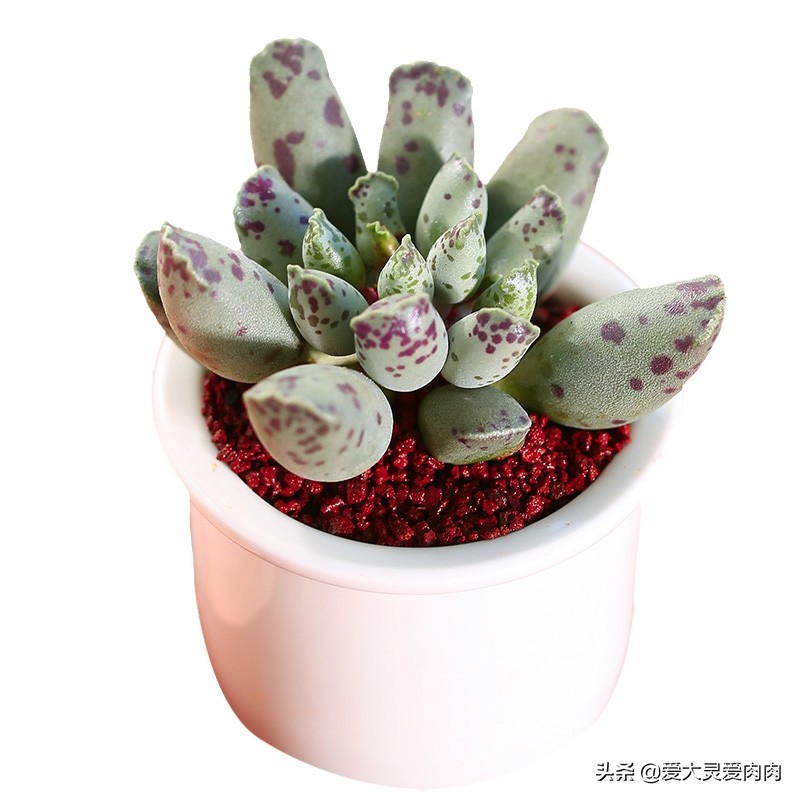 多肉什么品种好养还好看,十二卷多肉最漂亮的品种