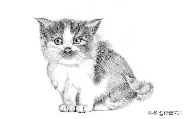 画小花猫简笔画彩色图片,画小花猫素描画