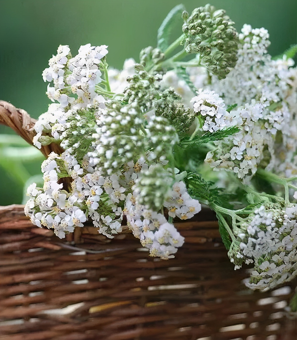 观花草本植物推荐,最具观赏性的观叶植物