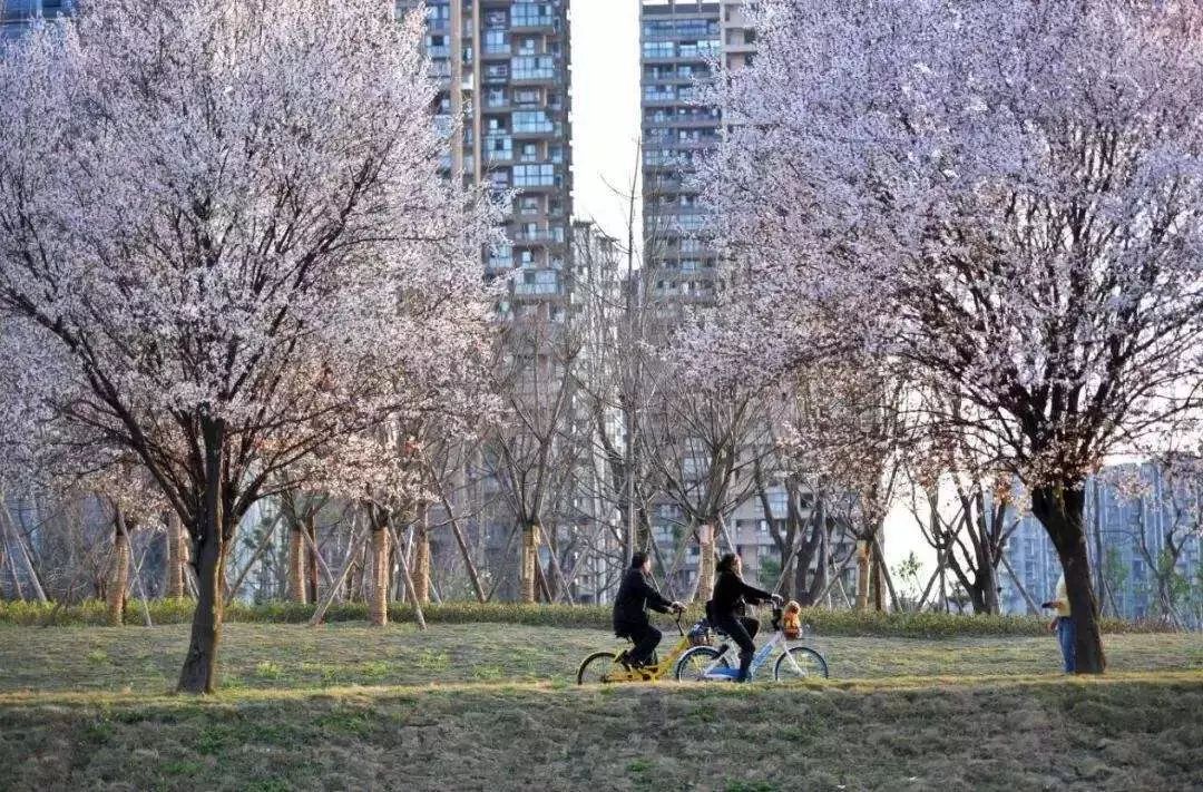 半个月后成都即将美翻全国，17处美景玩转整个春天！