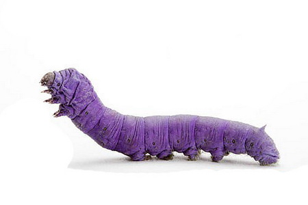 彩丝蚕养殖方法,彩蚕怎么培育成功