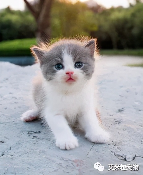 猫咪内驱虫的正确方法,狗狗驱虫和猫咪驱虫