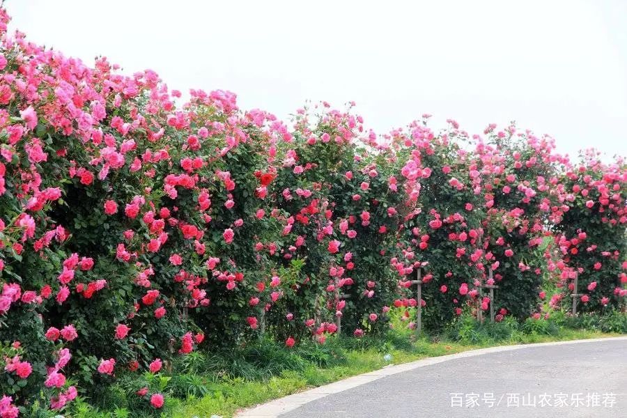 苏州西山免费打卡,苏州西山区网红打卡圣地图片