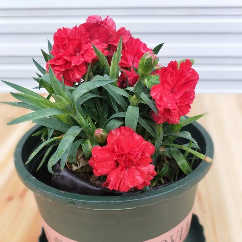 母亲节礼物除了康乃馨还能送啥,母亲节到了给妈妈送一个康乃馨