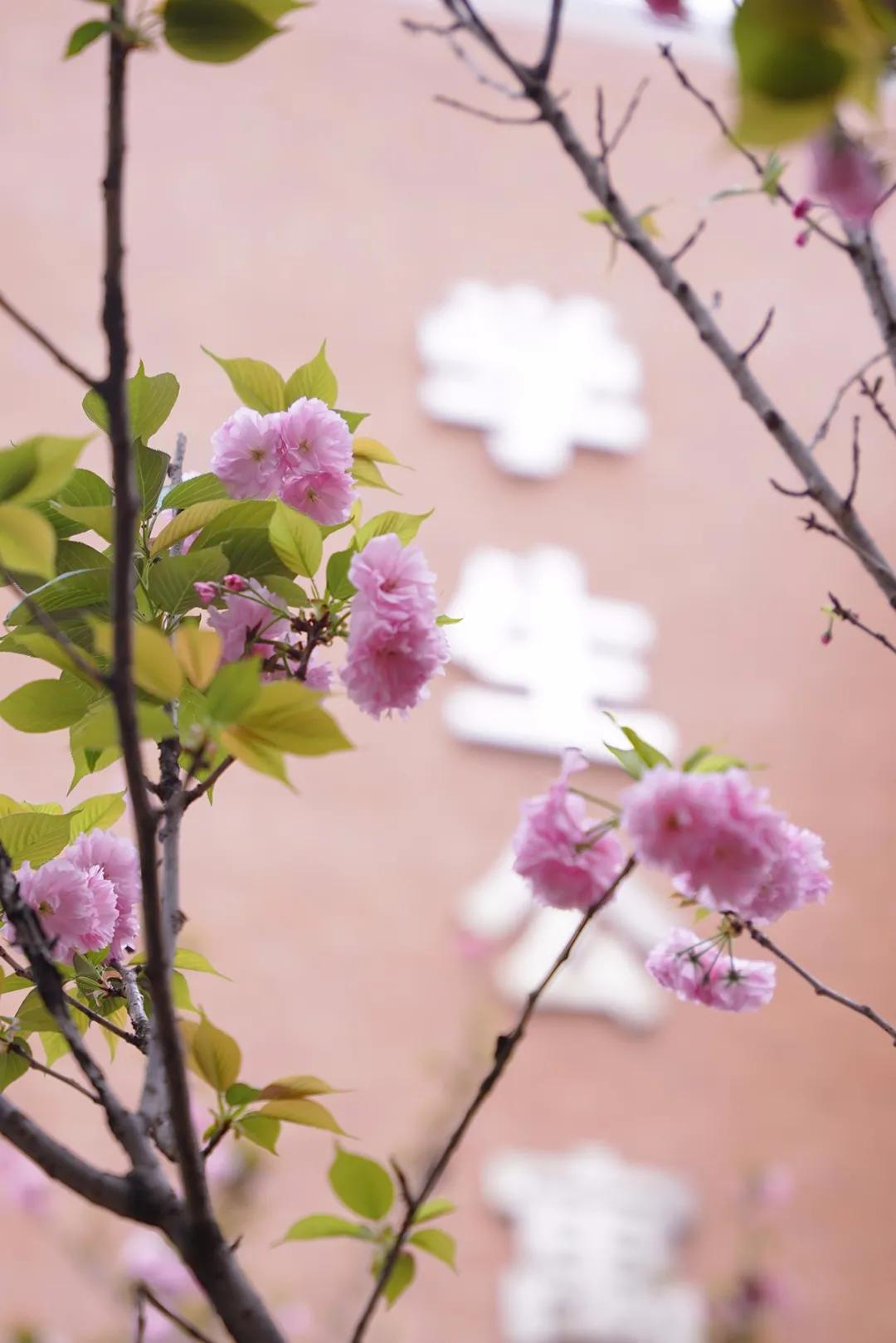 这等世外仙境竟然在西南交通大学希望学院?