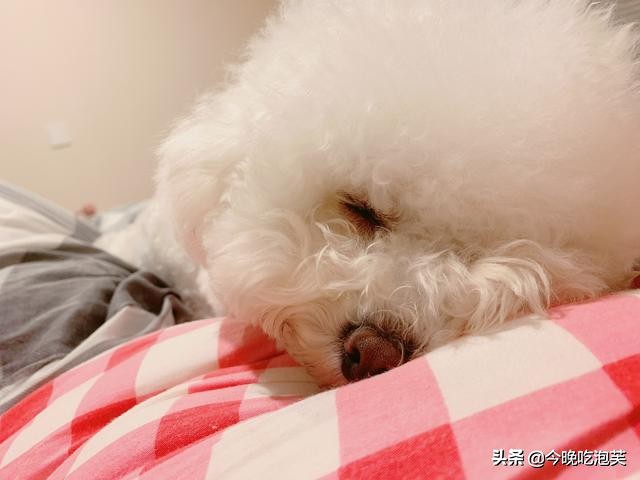 比熊犬挑食怎么办,比熊犬挑食可以吃维生素吗