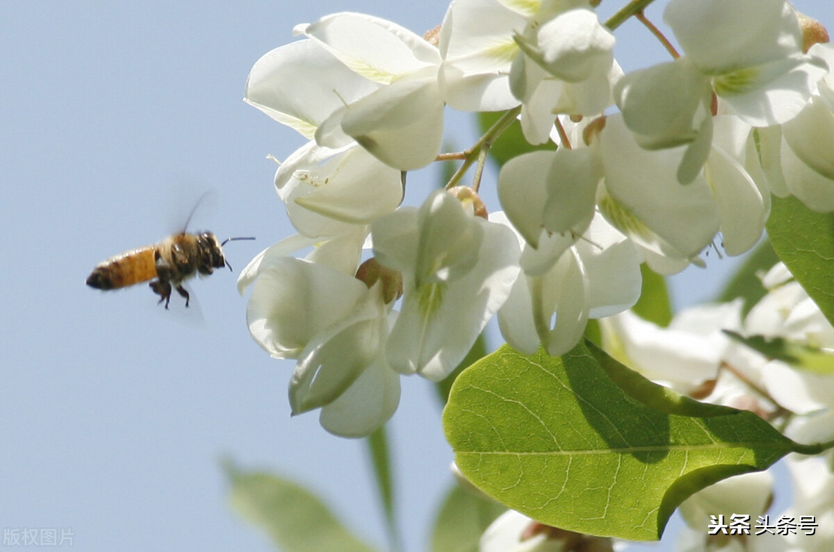 麻糊饭,麻糊饭做法