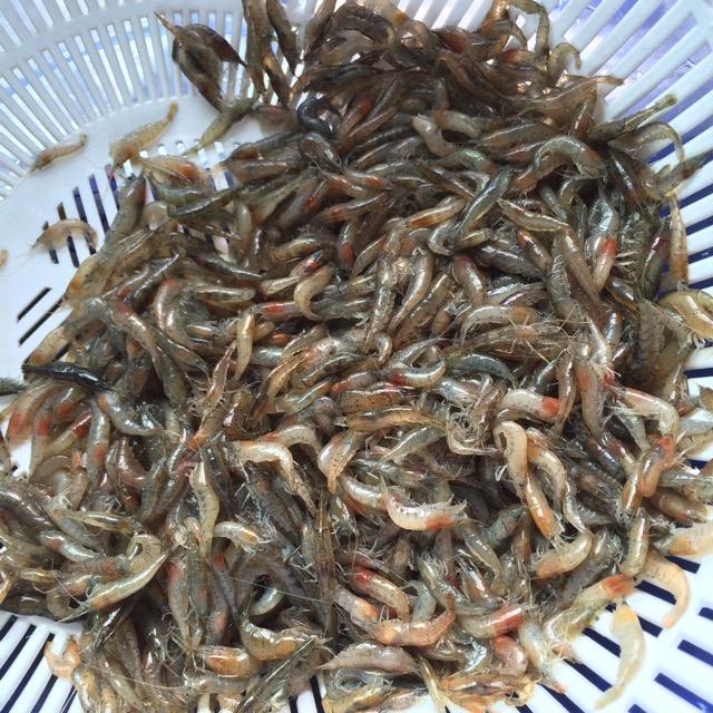 青椒炒小河虾图片,家常菜100道开胃下饭徽菜