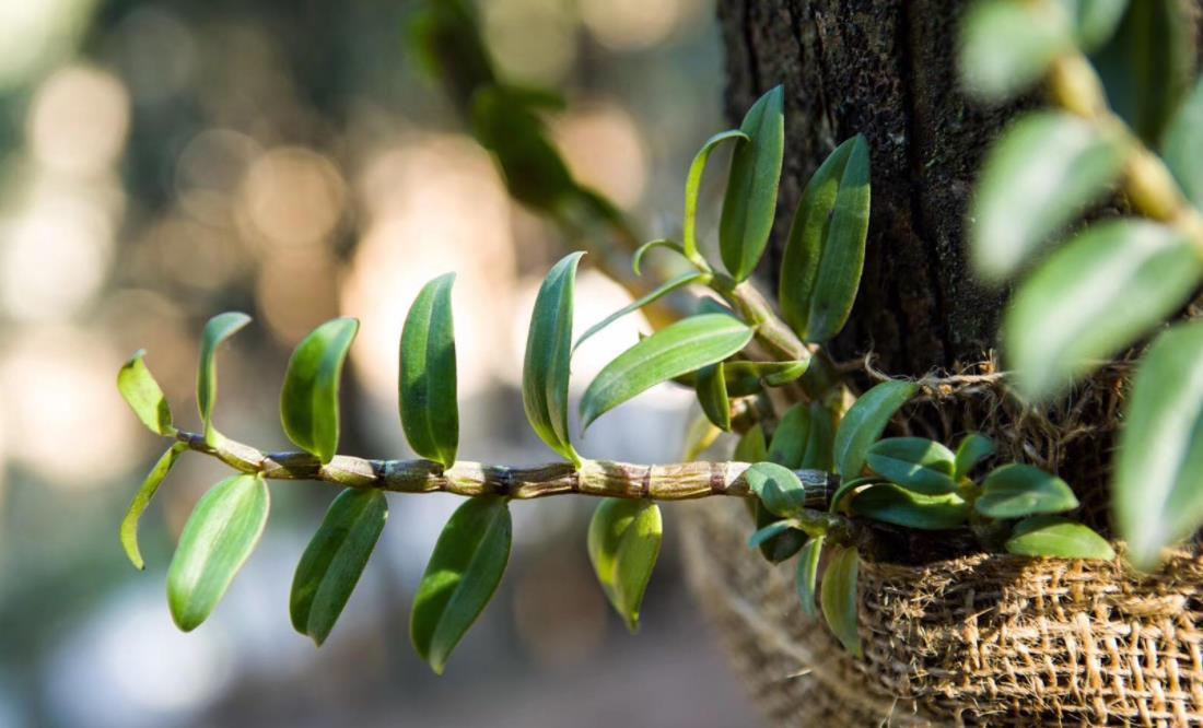 野生药材石斛,野生石斛的功效与种植的区别