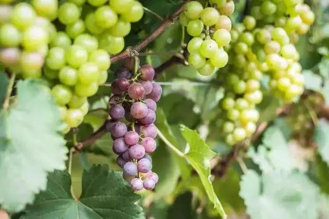 菏泽旅游必去十大景点推荐一下,菏泽本地一日游最佳景点一览表