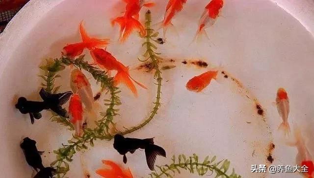 观赏鱼尾数有什么讲究,家中观赏鱼数量有什么讲究