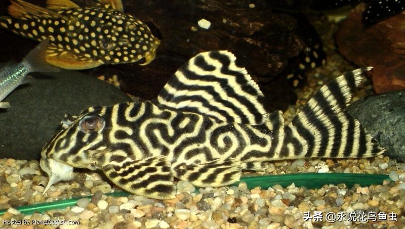 异型鱼大小对照表,异型鱼编号一览表