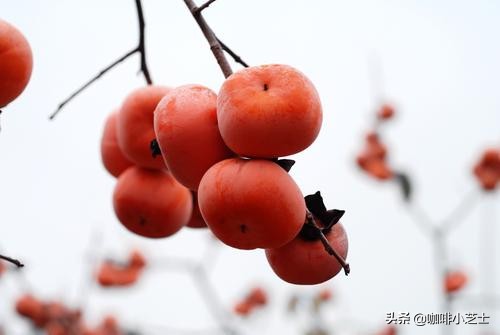 咖啡的涩感怎么解决,自己冲的咖啡酸