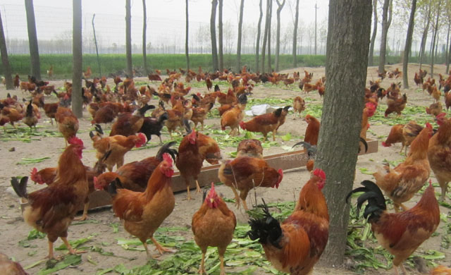 如何3天轻松治疗鸡流泪肿头肿脸,鸡眼睛肿流泪用什么药好得快