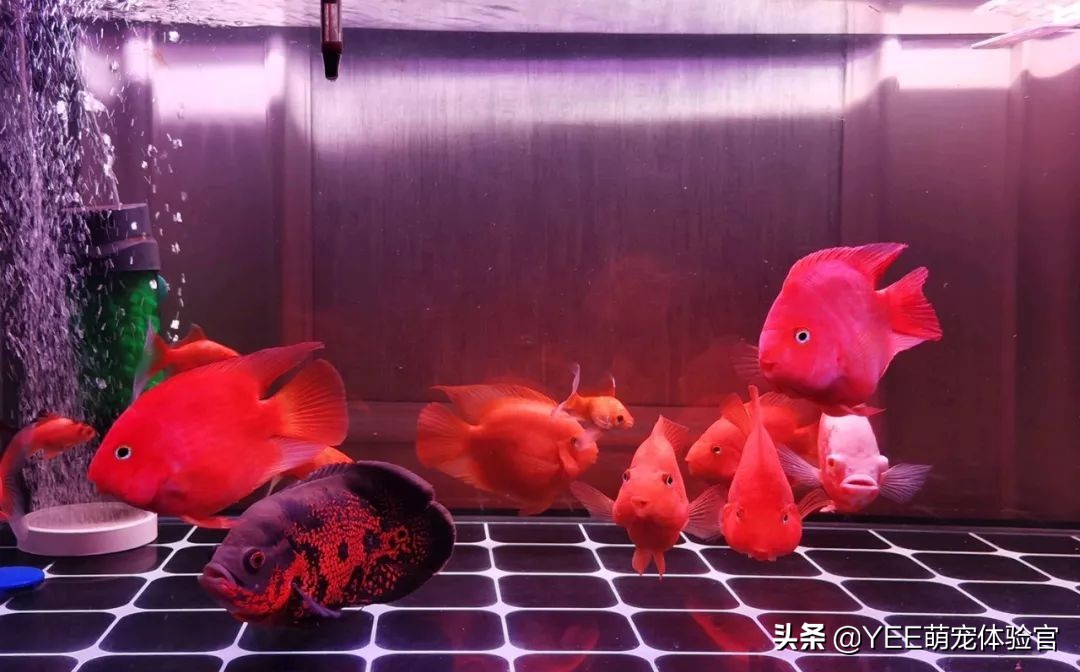 一条观赏鱼吃三种粮，都是必备，吃得过来吗