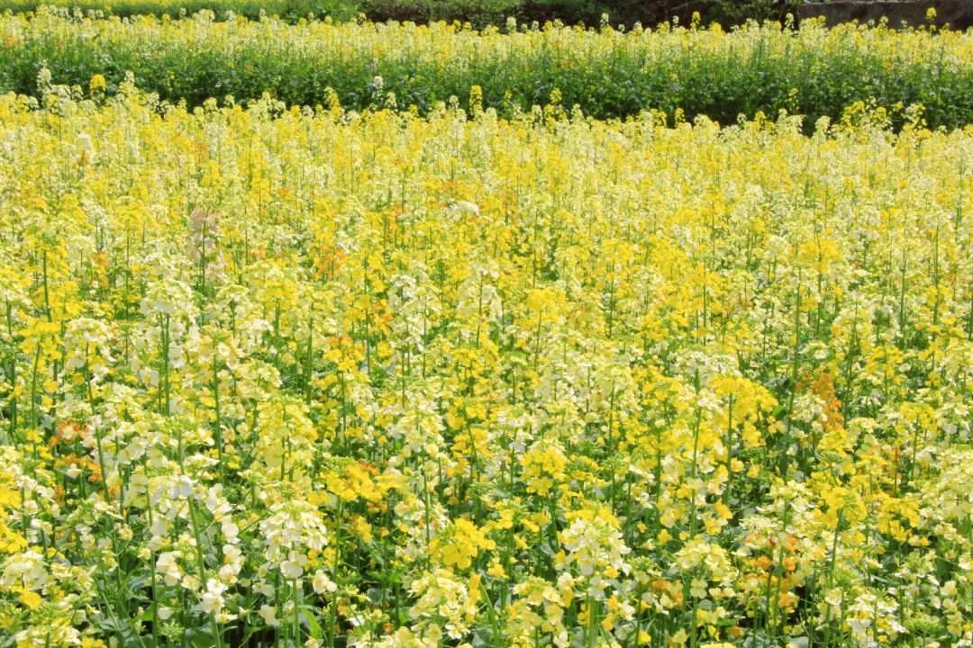 赏春图鉴丨赏花海、品清茶、尝美食...乌当百宜镇这条宝藏春游线路,就等你来打卡啦!