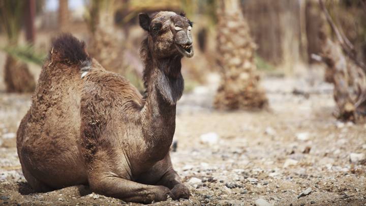 骆驼在澳洲泛滥成灾的原因是什么,澳大利亚为什么不可以养骆驼