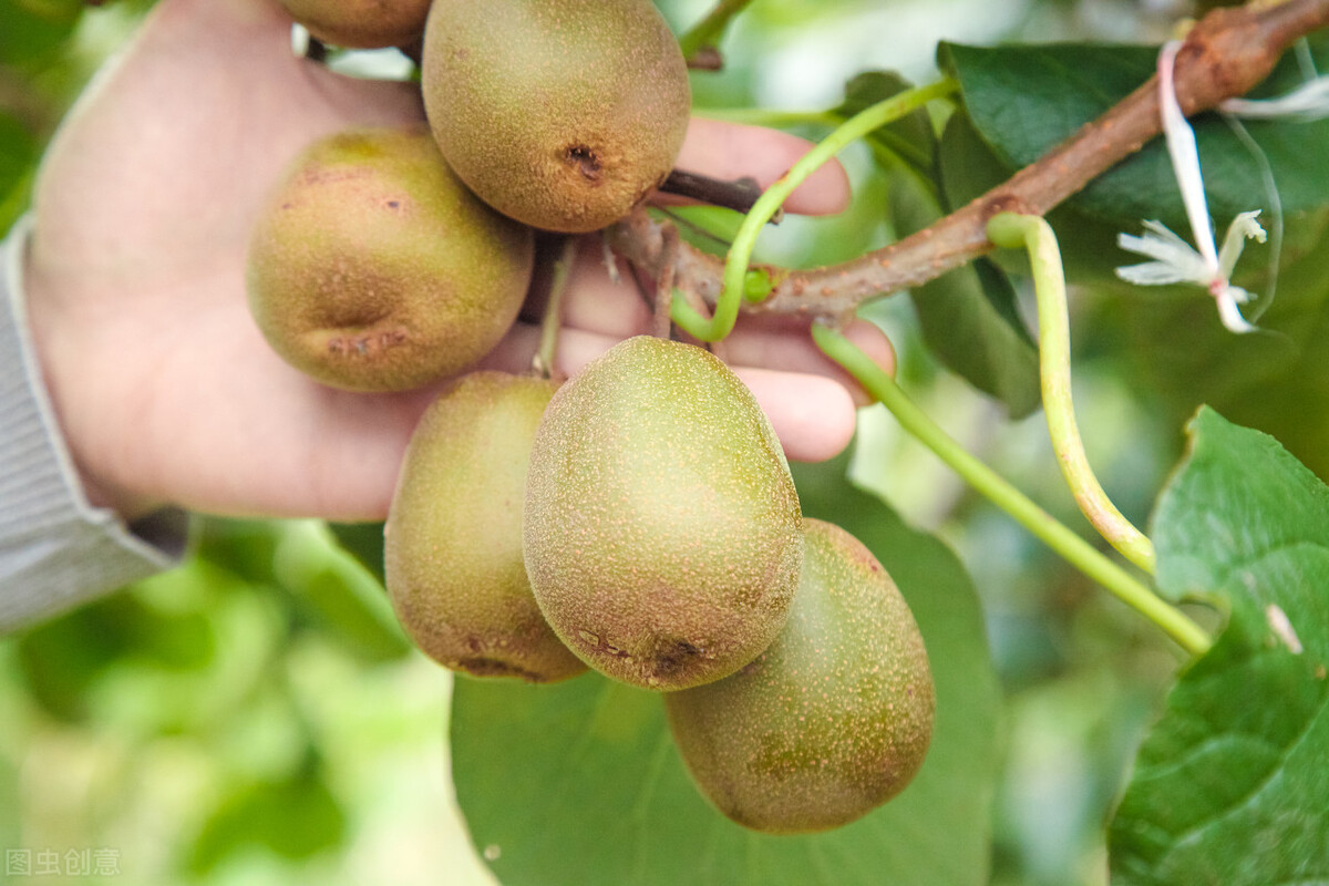 陕西是瓜果大省,陕西水果种植面积全国第一