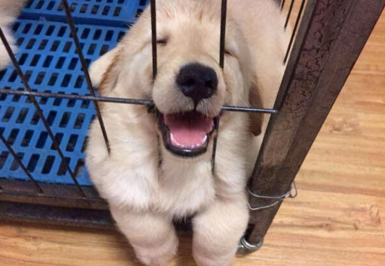 挑选好狗最简单的办法,如何挑选狗的正确方法