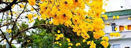 深圳有几家出名花店,深圳比较好的花店推荐