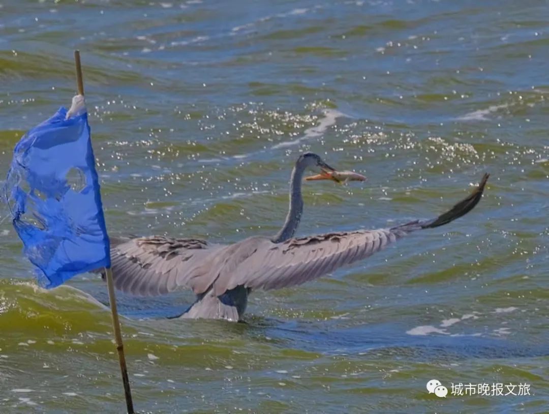 城晚拍拍丨落日余晖