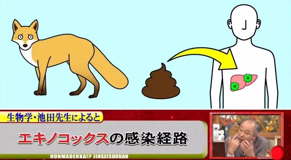 北海道建议去哪里,北海道要准备什么