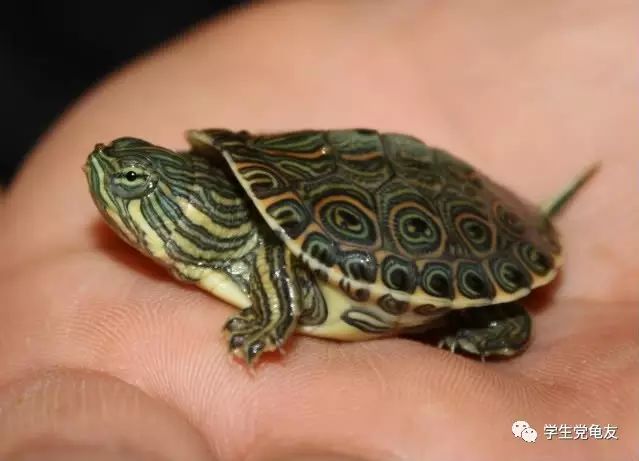 真假李逵——我们买到的“大河甜甜圈”是何许龟也？