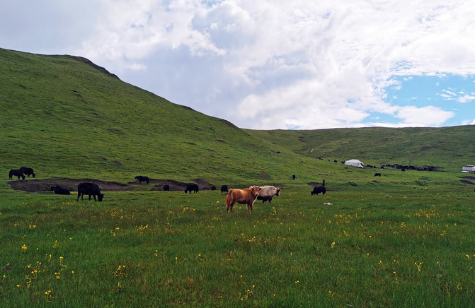 若尔盖5日游推荐,成都九寨沟黄龙若尔盖深度游