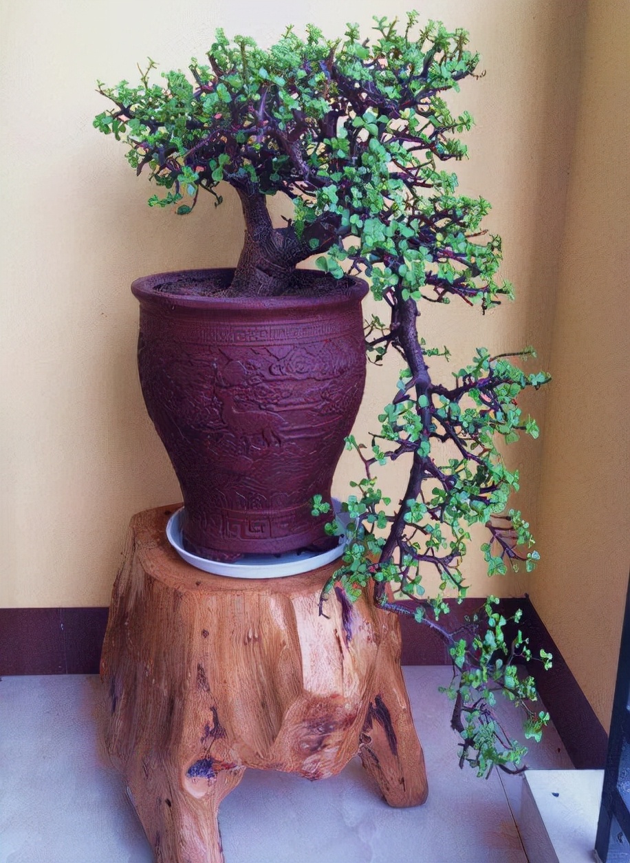 富贵花哪种最好养,4种富贵花华丽大气