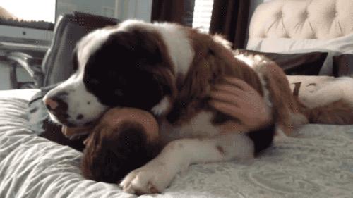 铲屎官最怕狗狗的哪些行为,那些让铲屎官崩溃的狗子