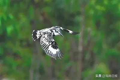 斑鱼狗是不是珍稀鸟类,斑鱼狗为什么不建议养